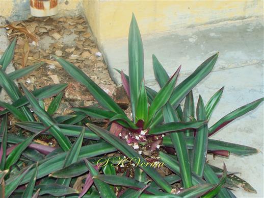  Plants